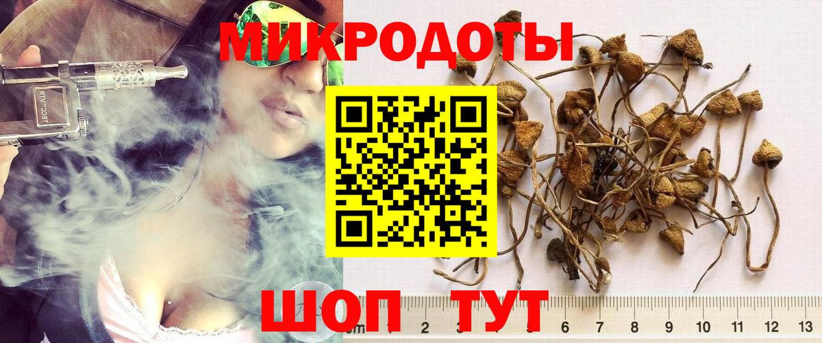 Галлюциногенные грибы Psilocybe  Калач-на-Дону 